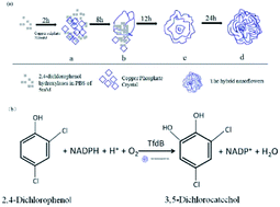 Graphical abstract: Self-assembled 2,4-dichlorophenol hydroxylase-inorganic hybrid nanoflowers with enhanced activity and stability