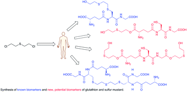 Graphical abstract: Synthesis of different glutathione–sulfur mustard adducts of verified and potential biomarkers