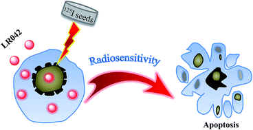 Graphical abstract: Chiral ruthenium(ii) complex as potent radiosensitizer of 125I through DNA-damage-mediated apoptosis