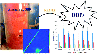 Graphical abstract: Evaluation of disinfection by-products (DBPs) formation potential in ANAMMOX effluents