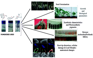 Graphical abstract: Toxicity of fungicides to Pisum sativum: a study of oxidative damage, growth suppression, cellular death and morpho-anatomical changes
