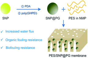 Graphical abstract: Hydrophilic and antimicrobial core–shell nanoparticles containing guanidine groups for ultrafiltration membrane modification