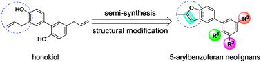 Graphical abstract: Semi-synthesis, structural modification and biological evaluation of 5-arylbenzofuran neolignans
