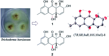 Graphical abstract: Harzianumnones A and B: two hydroxyanthraquinones from the coral-derived fungus Trichoderma harzianum