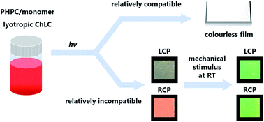 Graphical abstract: Exploration of immobilization conditions of cellulosic lyotropic liquid crystals in monomeric solvents by in situ polymerization and achievement of dual mechanochromism at room temperature