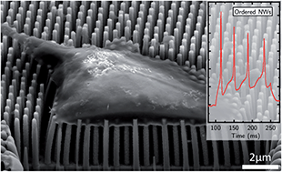 Graphical abstract: Culturing and patch clamping of Jurkat T cells and neurons on Al2O3 coated nanowire arrays of altered morphology