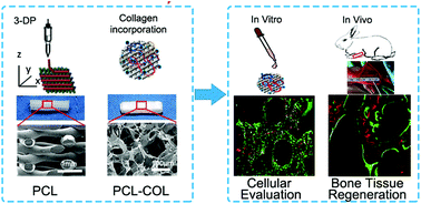 Graphical abstract: The enhanced osteogenesis and osteointegration of 3-DP PCL scaffolds via structural and functional optimization using collagen networks