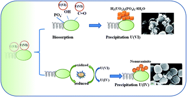 Graphical abstract: Effects of riboflavin and AQS as electron shuttles on U(vi) reduction and precipitation by Shewanella putrefaciens