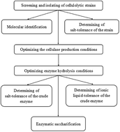 Graphical abstract: Screening of potential IL-tolerant cellulases and their efficient saccharification of IL-pretreated lignocelluloses