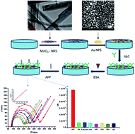 Graphical abstract: Towards cancer diagnostics – an α-feto protein electrochemical immunosensor on a manganese(iv) oxide/gold nanocomposite immobilisation layer
