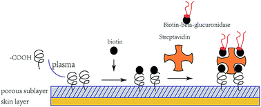 Graphical abstract: Thermally controlled biotransformation of glycyrrhizic acid via an asymmetric temperature-responsive polyurethane membrane