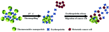 Graphical abstract: Preparation of a novel injectable in situ-gelling nanoparticle with applications in controlled protein release and cancer cell entrapment
