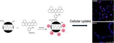 Graphical abstract: Highly hydrophilic carbon nanoparticles: uptake mechanism by mammalian and plant cells