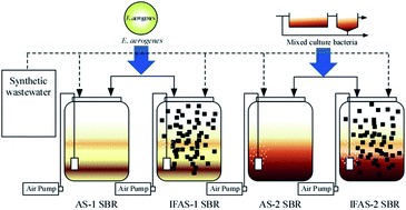 Graphical abstract: Respirometric activities of unacclimatized Enterobacter aerogenes and mixed culture bacteria in sequencing batch reactor systems in response to acrylamide and its biodegradation products