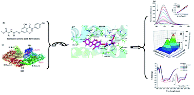 Graphical abstract: Synthesis of novel genistein amino acid derivatives and investigation on their interactions with bovine serum albumin by spectroscopy and molecular docking