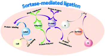 Graphical abstract: Broadening the scope of sortagging