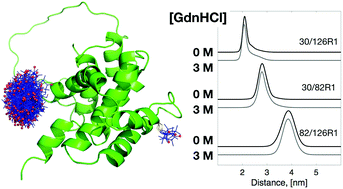 Graphical abstract: Accessing local structural disruption of Bid protein during thermal denaturation by absorption-mode ESR spectroscopy
