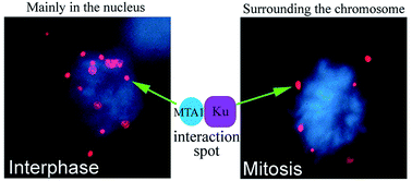 Graphical abstract: NuRD subunit MTA1 interacts with the DNA non-homologous end joining Ku complex in cancer cells