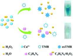 Graphical abstract: Convenient and sensitive colorimetric detection of melamine in dairy products based on Cu(ii)-H2O2-3,3′,5,5′-tetramethylbenzidine system