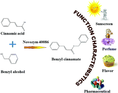 Graphical abstract: Novozym 40086 as a novel biocatalyst to improve benzyl cinnamate synthesis