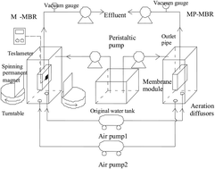 Graphical abstract: Effects of a low-strength magnetic field on the characteristics of activated sludge for membrane fouling mitigation