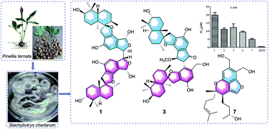 Graphical abstract: Seven new cytotoxic phenylspirodrimane derivatives from the endophytic fungus Stachybotrys chartarum