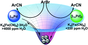 Graphical abstract: The critical role played by water in controlling Pd catalyst speciation in arylcyanation reactions
