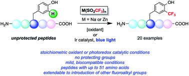 Graphical abstract: Protecting group free radical C–H trifluoromethylation of peptides