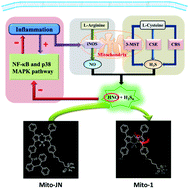 Graphical abstract: Imaging of anti-inflammatory effects of HNO via a near-infrared fluorescent probe in cells and in rat gouty arthritis model