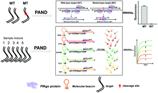 Graphical abstract: Pyrococcus furiosus Argonaute-mediated nucleic acid detection