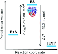 Graphical abstract: Osmolytes modify protein dynamics and function of tetrameric lactate dehydrogenase upon pressurization