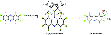 Graphical abstract: C–F activation of perfluorophenazine at nickel: selectivity and mechanistic investigations