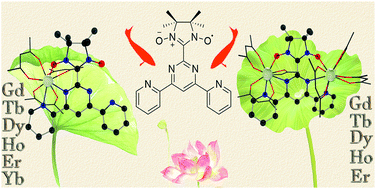 Graphical abstract: A family of lanthanide complexes with a bis-tridentate nitronyl nitroxide radical: syntheses, structures and magnetic properties