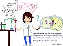 Graphical abstract: Anti-inflammatory activity of superoxide dismutase mimics functionalized with cell-penetrating peptides
