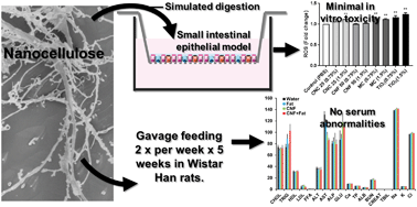 Graphical abstract: Toxicological effects of ingested nanocellulose in in vitro intestinal epithelium and in vivo rat models