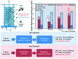Graphical abstract: Importance of controlling phosphate concentration in nitritation–anammox reactor operation