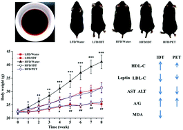 Graphical abstract: Anti-obesity effects of instant fermented teas in vitro and in mice with high-fat-diet-induced obesity