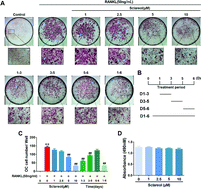 Graphical abstract: Sclareol prevents ovariectomy-induced bone loss in vivo and inhibits osteoclastogenesis in vitro via suppressing NF-κB and MAPK/ERK signaling pathways