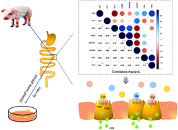Graphical abstract: Branched chain amino acids stimulate gut satiety hormone cholecystokinin secretion through activation of the umami taste receptor T1R1/T1R3 using an in vitro porcine jejunum model