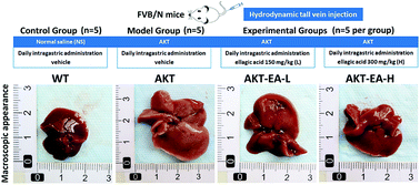 Graphical abstract: Ellagic acid ameliorates AKT-driven hepatic steatosis in mice by suppressing de novo lipogenesis via the AKT/SREBP-1/FASN pathway