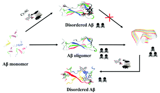 Graphical abstract: Cyanidin-3-O-glucoside inhibits Aβ40 fibrillogenesis, disintegrates preformed fibrils, and reduces amyloid cytotoxicity