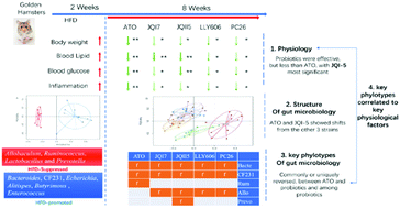Graphical abstract: Probiotic strains improve high-fat diet-induced hypercholesterolemia through modulating gut microbiota in ways different from atorvastatin