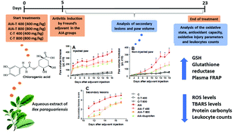 Graphical abstract: Yerba mate aqueous extract improves the oxidative and inflammatory states of rats with adjuvant-induced arthritis