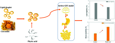 Graphical abstract: Impact of plant extract on the gastrointestinal fate of nutraceutical-loaded nanoemulsions: phytic acid inhibits lipid digestion but enhances curcumin bioaccessibility