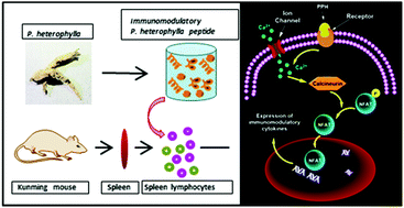 Graphical abstract: Immunomodulatory effects of Pseudostellaria heterophylla peptide on spleen lymphocytes via a Ca2+/CaN/NFATc1/IFN-γ pathway