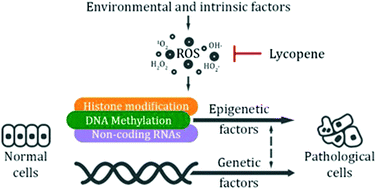 Graphical abstract: Let food be your medicine: nutraceutical properties of lycopene