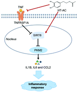 Graphical abstract: The protective effect of hydroxytyrosol acetate against inflammation of vascular endothelial cells partly through the SIRT6-mediated PKM2 signaling pathway