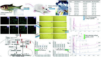 Graphical abstract: Collagen peptides promote photoaging skin cell repair by activating the TGF-β/Smad pathway and depressing collagen degradation