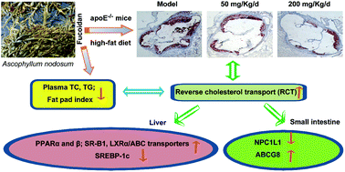 Graphical abstract: The fucoidan from the brown seaweed Ascophyllum nodosum ameliorates atherosclerosis in apolipoprotein E-deficient mice