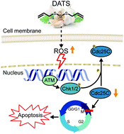 Graphical abstract: Diallyl trisulfide induces G2/M cell-cycle arrest and apoptosis in anaplastic thyroid carcinoma 8505C cells